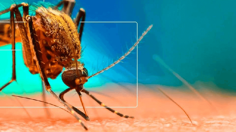 Sintomas da dengue